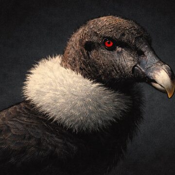 isabel tamayo en la alta montana