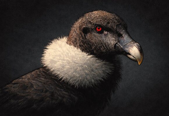 isabel tamayo en la alta montaña isabel tamayo en la alta montana